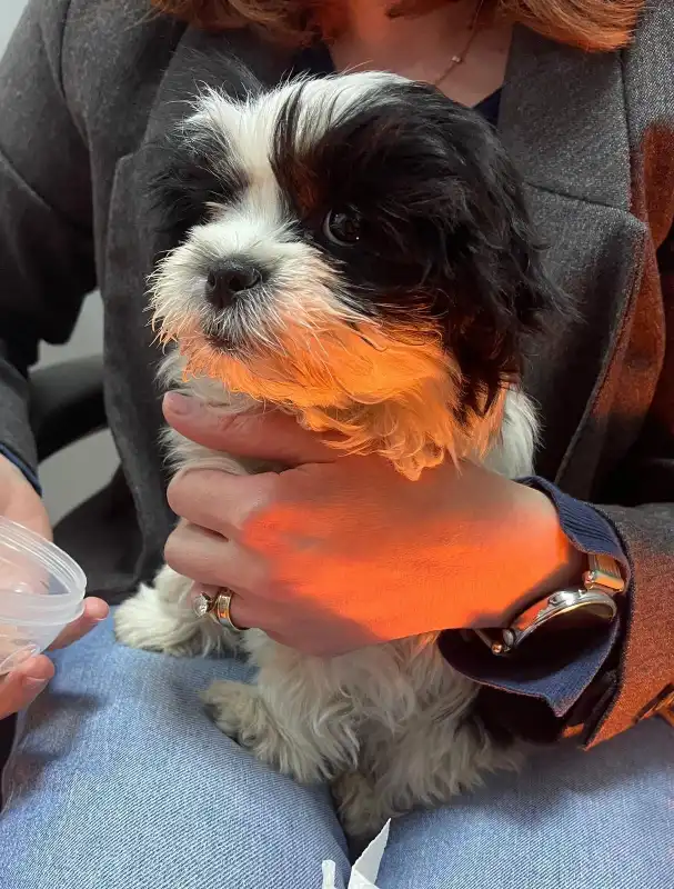 Reținut după ce a furat un cățel din fața unui bloc din Arad